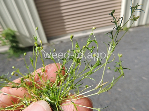 pearlwort, dwarf